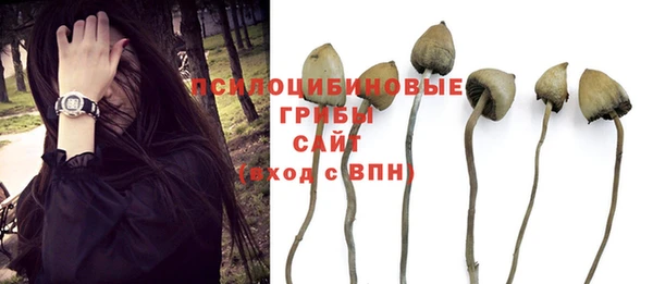 СК Вязьма